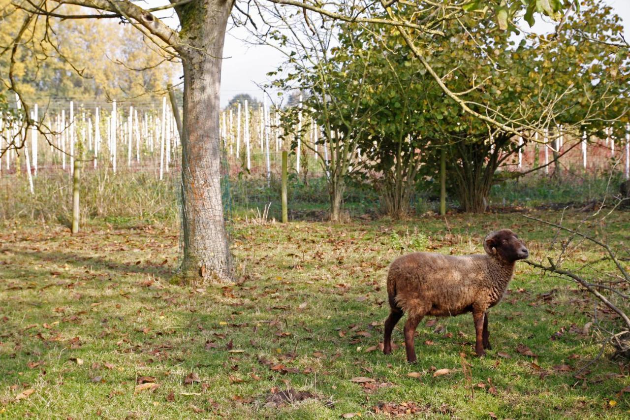 Hof Van Loverrijk Bed and Breakfast Lier Esterno foto